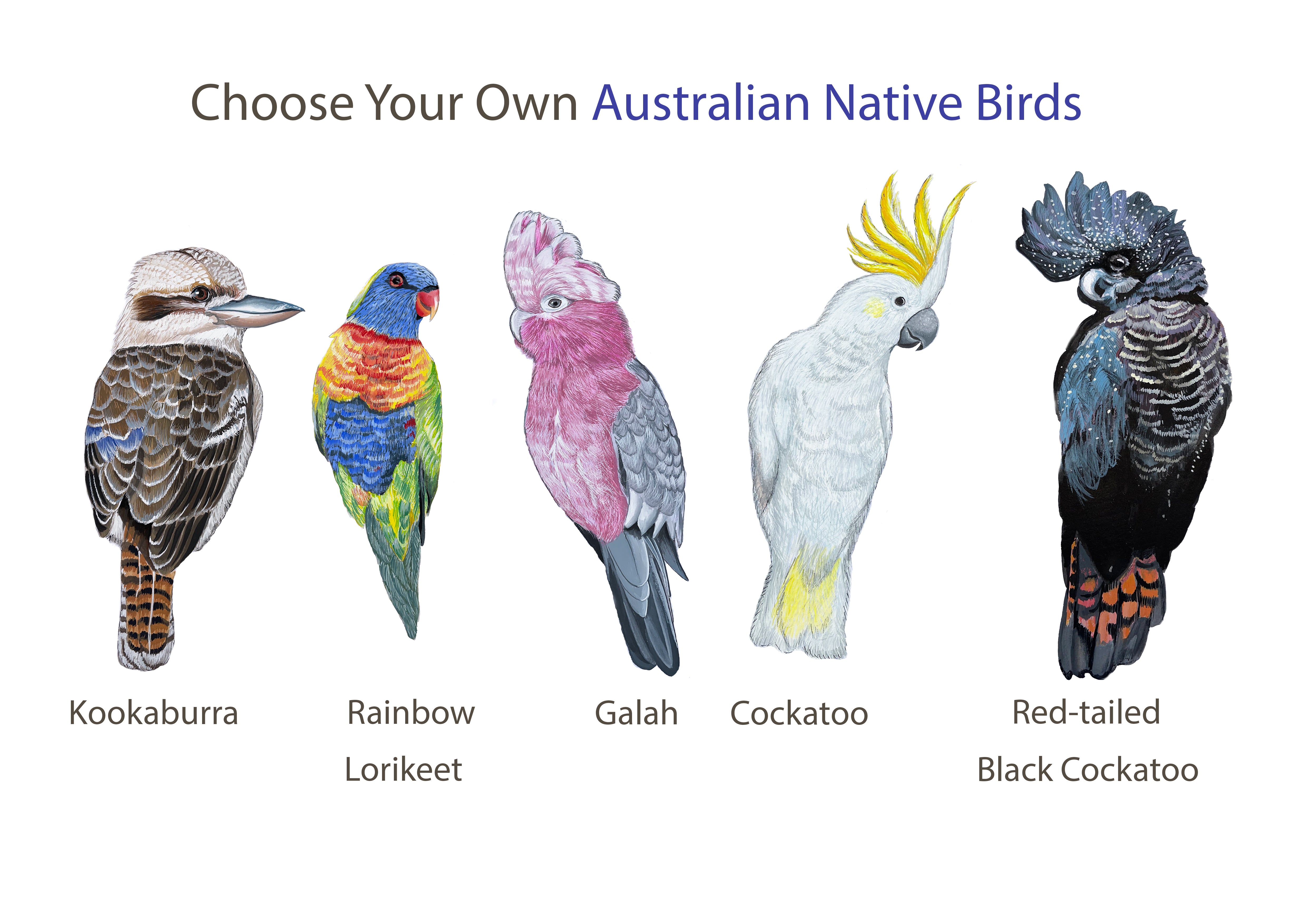 Australian Native Bird Print: Kookaburra, Black Cockatoo, Rainbow Lorikeet, Galah